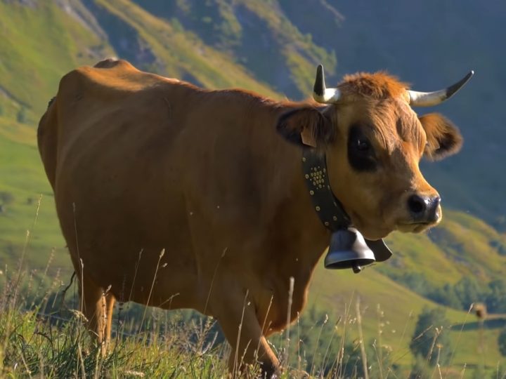 DJ Matafan fait tintinnabuler Les Cloches des vaches !
